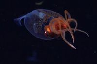 Grabado por primera vez un calamar colosal en las profundidades del mar