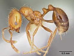 İstilacı Karıncalar Düşündüğümüzden Daha Büyük Bir Tehdit