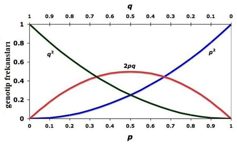 Görsel 4. Alel frekanslarının (p ve q) bir fonksiyonu olarak Hardy-Weinberg denge genotip frekanslarının (p2, 2pq, q2) grafiği