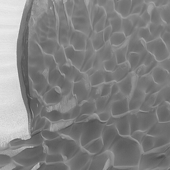 A Martian Metamorphosis