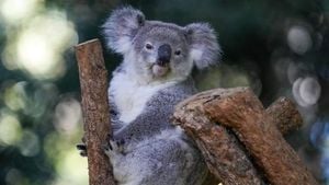 Australia Approves World First Chlamydia Vaccine For Koalas