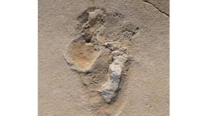 Ancient Footprints Uncover Coexisting Hominin Species