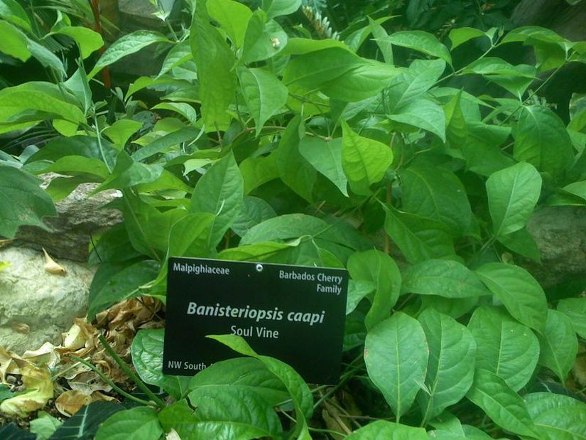 Banisteriopsis caapi yaprakları