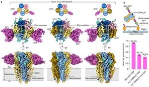 New Structure Of GPR55 Reveals Lipid Activation Mechanisms