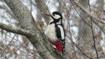 Orman Alaca Ağaçkakan (Dendrocopos major)