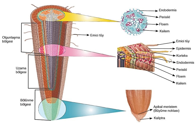 Bir kökün boyuna ve enine kesiti.