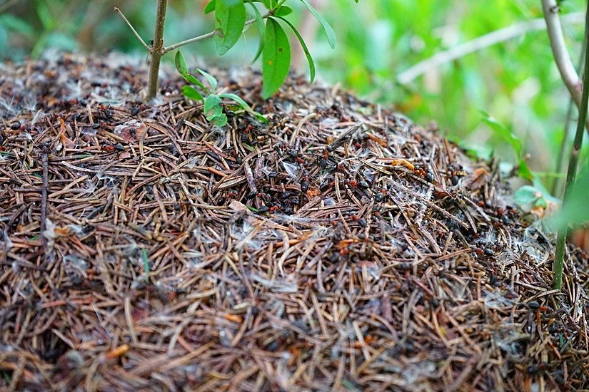 Zenobotlar, pek çok karıncanın bir karınca tepesi yapması gibi organizasyonel davranışları kavramamıza yardımcı olabilir.