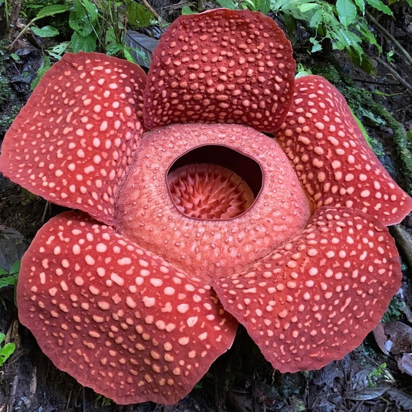 Evrim Ağacı ile Bilime Dair Her Şey!