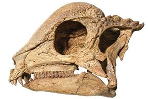 Oldest Dome Headed Dinosaur Unearthed In Mongolia