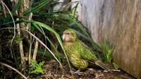 To save its unique and rare birds, New Zealand is turning to AI and genetic research