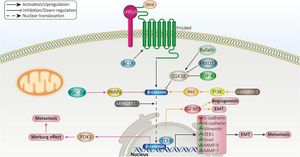 MYH9 Plays Critical Role In Glioma Cell Malignancy