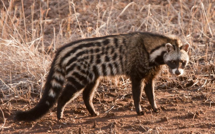 Enfeksiyon ile bağlantısı olmayan Afrika misk kedisi (Civettictis civetta) türü.