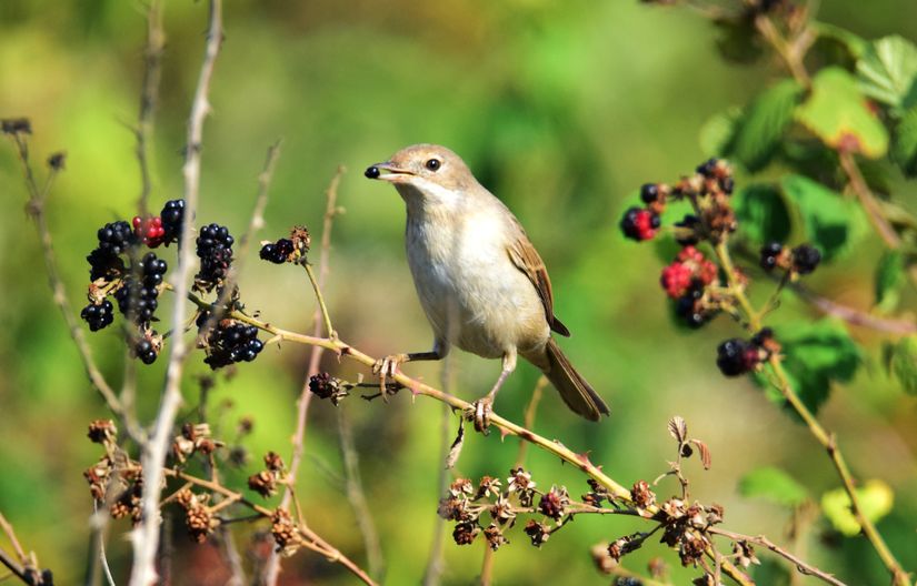 Böğürtlen (Rubus sp.) dalında bir ak gerdanlı ötleğen (Curruca communis), Zonguldak.