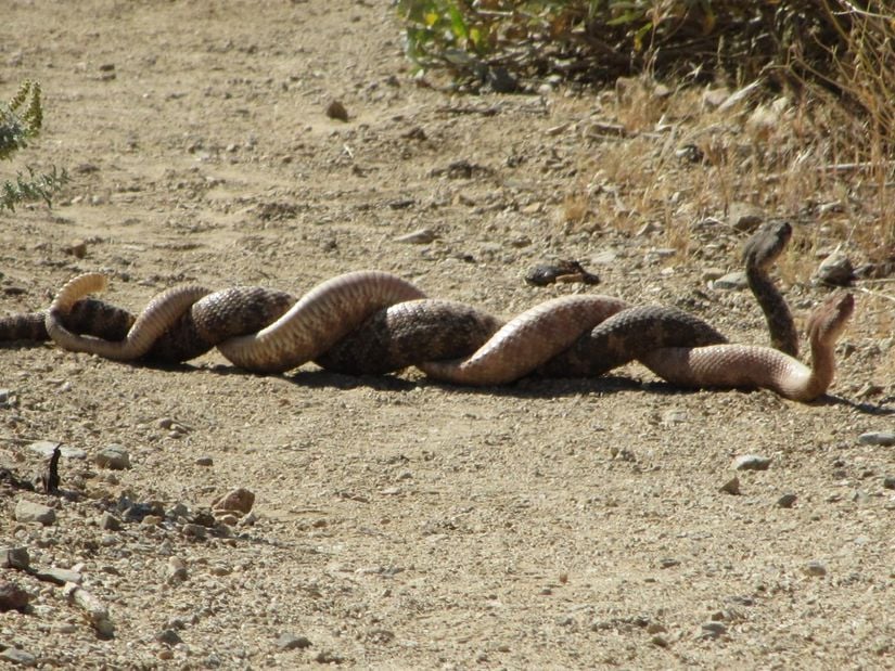 Görselde, iki benekli çıngıraklı yılan (Crotalus mitchellii) mücadele ediyor. Mücadelenin sebebi, dişileri elde etmek. Çiftleşme döneminde, dişileri etkileyebilmek adına bu ölümcül mücadeleye giriyorlar. Esasında birbirlerini öldürebilecek, en azından alt edebilecek kadar zehirleri varken, bunu yine de kullanmıyorlar, çünkü zehir üretmek kolay değil ve zehir, avlanma için saklanmak zorunda. Bu yüzden, birbirlerine dolanıyorlar, itiyorlar, sıkıyorlar. Ta ki biri, diğerini defalarca yere sabitleyene (mıhlayana) ve bu sayede üstün gücünü ispatlayana kadar. Veya ölene...