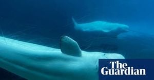 Canada Blocks Marineland Whale Export Amid Outcry