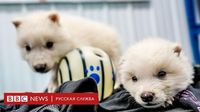 Ученые из Colossal Biosciences говорят, что «возродили» лютоволка. Но можно ли этому верить? - BBC News Русская служба