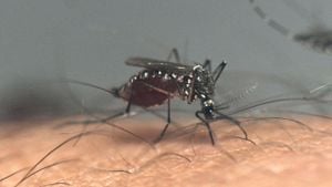 San Diego Fights Dengue Fever After First Local Case