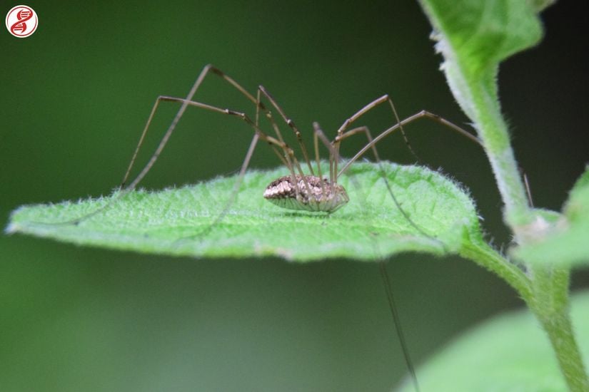 Opiliones takımından bir tür, Zonguldak.