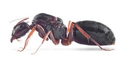 Camponotus Aethiops