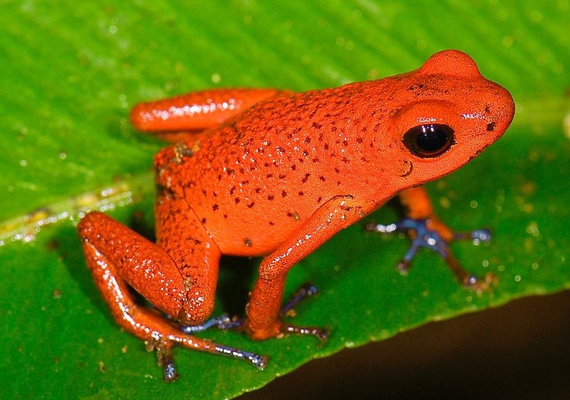 Çilek zehirli ok kurbağası  (Oophaga pumilio ya da Dendrobates pumilio)