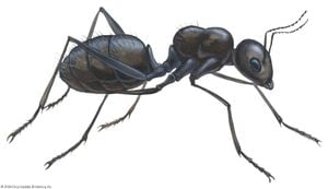 Ants Became Earth’s First Farmers After Asteroid Impact