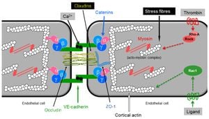 Understanding The Role Of Plakoglobin In Endothelial Barrier Integrity