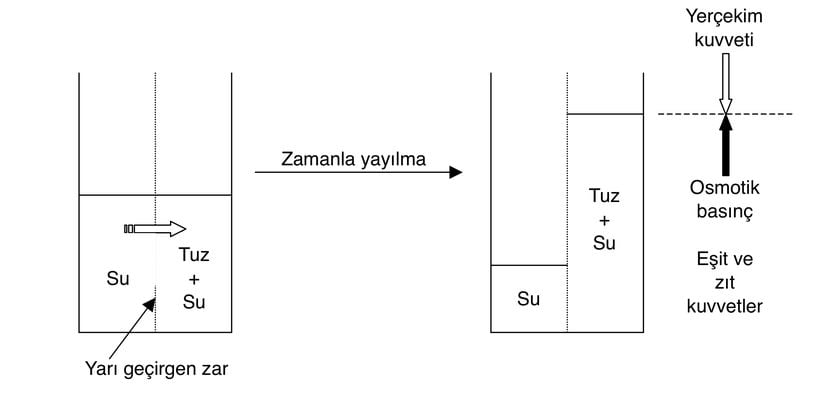 Osmoz ve osmotik basınç