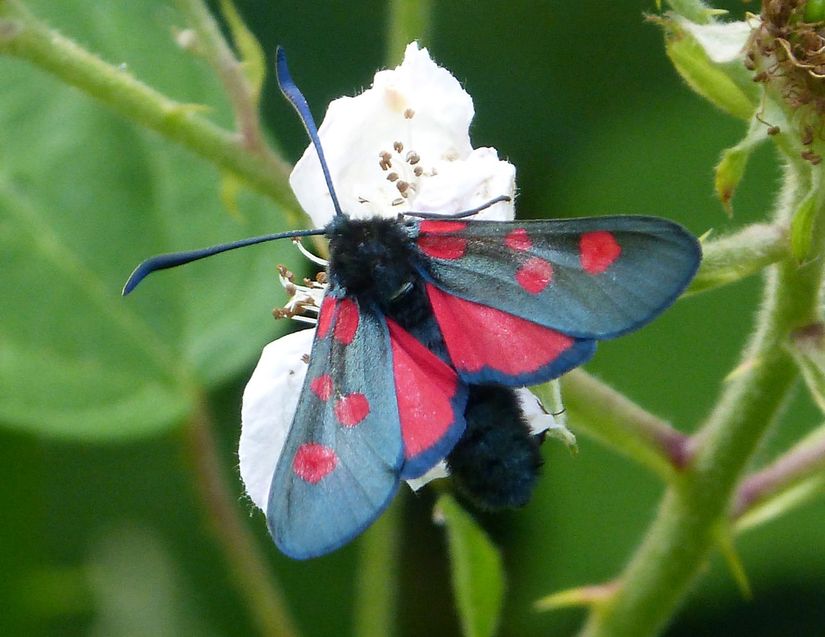 Zygaena trifolii