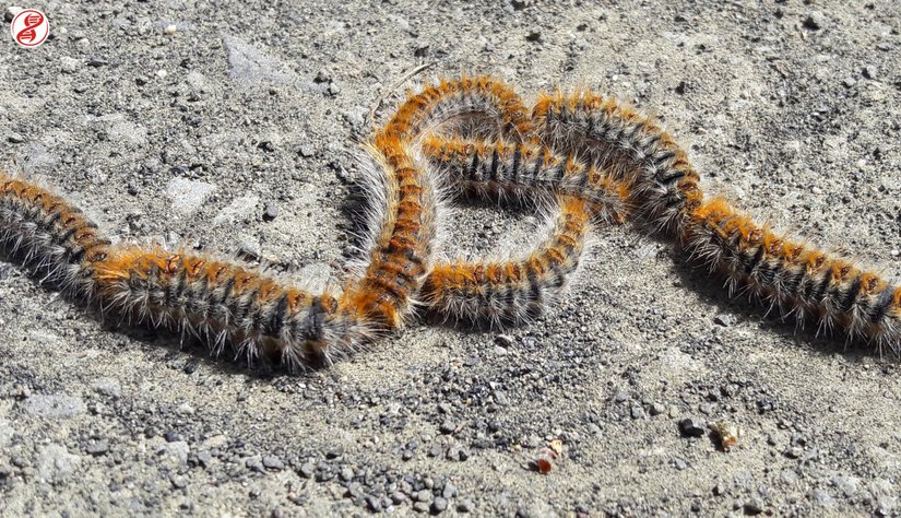 Çam kese böceği (Thaumetopoea pityocampa) tırtıllarının oluşturduğu konvoyun bir bölümü, Samsun.