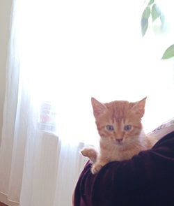 Kediler, sahiplerinin evini bulma konusunda gerçekten o kadar iyiler mi?