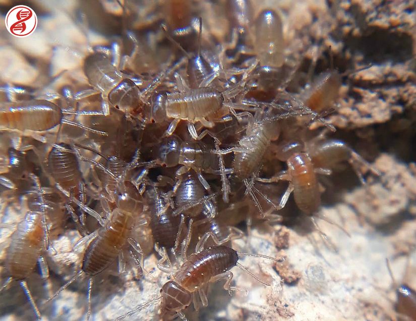 Forficula auricularia türünün nimfleri, Konya.