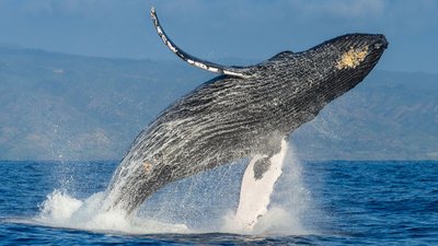 Balinaların Dişleri Nasıl Evrimleşti?