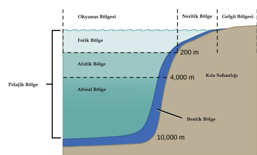 Okyanus, su derinliği, kıyıdan uzaklık ve ışık geçirgenliği kriterleriyle farklı bölgelere ayrılarak incelenir.