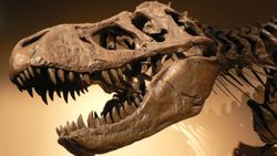 Anadolu’da Dinozor Fosillerinin Keşfi Neden Daha Sınırlı Kalıyor?