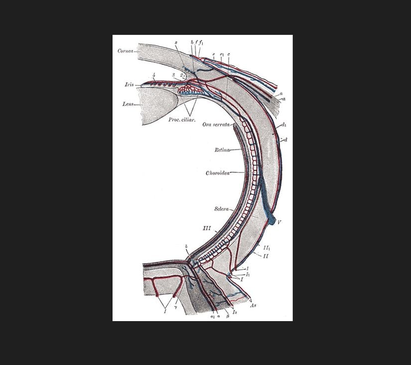 Ora serrata ve gözün kan damarları