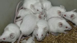 New Hampshire SPCA Faces Historic Mouse Surrender Crisis