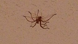 Örümcekler Düşmeden Tavanda Nasıl Yürüyor?