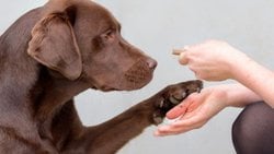 İnsanları Obez Yapan Genler Köpeklerde de Keşfedildi!