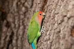 Papağanlar Maymunlar Gibi Sallanmak İçin Gagalarını Kullanıyor.