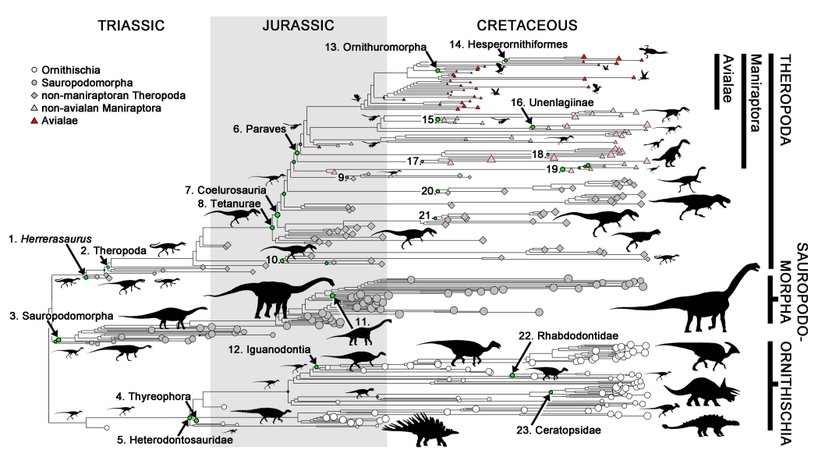 Dinozorlar Kuşlara Evrimleşirken Düzenli Olarak Küçüldüler!