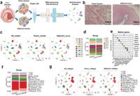 Unveiling the role of PPIF and macrophage subtypes in LSCC progression via single-cell and exosome RNA sequencing - Scientific Reports