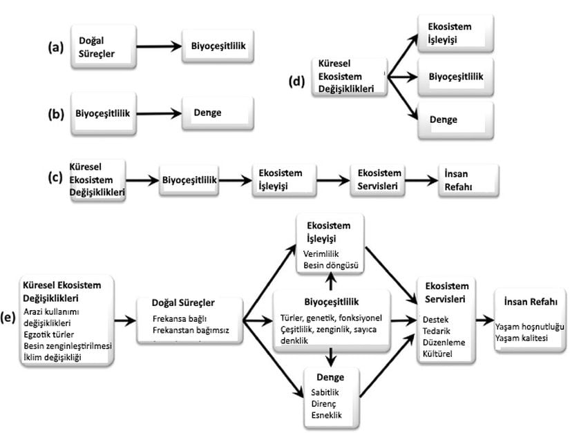 Görsel 2. Kapsamlı bir kavramsal çerçeve geliştirmek için dört ekolojik alandan kavramların sentezi (oklar nedensel ilişkileri temsil etmektedir): (A) Biyoçeşitliliğin devamlılığı araştırmaları, biyoçeşitlilikte doğal süreçlerin etkilerine odaklanmıştır. (B) Biyoçeşitlilik-denge araştırmaları biyoçeşitliliğin denge üzerindeki etkilerine odaklanmıştır. (C) Biyoçeşitlilik-ekosistem işleyişi araştırmaları biyoçeşitliliğin ekosistem işleyişi üzerindeki etkilerine ve bu ilişki bazında, küresel ekosistem değişikliklerinin, insanoğlunun refahını nasıl etkilediğine odaklanmıştır (Naeem et al. 2009). (D) Küresel değişim ekolojisi küresel ekosistem değişikliklerinin biyoçeşitlilik, ekosistem işleyişi ve dengesi üzerindeki etkilerine odaklanmıştır. (E) Daha önce açıklanan ilişkileri birleştiren kapsamlı bir çerçeve ekosistemleri anlama, koruma ve iyileştirme yeteneğimizi artırabilir.