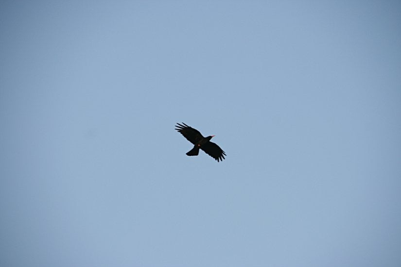 Van Gölü ortasında bulunan Akdamar Adasında gözlemlenen bir kırmızı gagalı dağ kargası. Bahsi geçen bölgede büyük sürüler halinde gözlemlenmişlerdir.