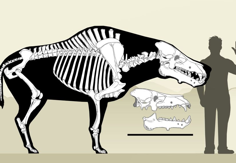 Daeodon Shoshonensis Boyutu