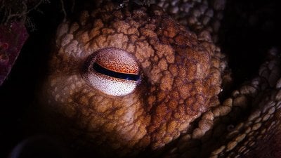 Dinozor Çağının Okyanuslarında Yaşayan Gerçek Tepe Avcıları: Dev Ahtapotlar