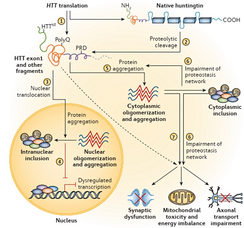 Huntington hastalığında patojenetik hücresel mekanizmalar: (1) HTT, tam uzunlukta Huntingtin proteini ve aynı zamanda bir amino-terminal HTT ekson1 fragmenti (anormal eklemenin sonucu) üretmek için çevrilir. Bu proteinlerdeki poliglutamin (polyQ) yolunun uzunluğu, somatik instabilitenin boyutuna bağlıdır. (2) Tam uzunluktaki doğal huntingtin, ilave protein fragmentleri oluşturmak için proteoliz yoluyla bölünür. (3) Protein parçaları çekirdeğe girer. (4) Fragmentler çekirdekte kendi kendine birleşme, oligomerizasyon ve agregasyon yoluyla tutulur - bu, inklüzyonların oluşumuna, diğer proteinlerin sekestrasyonu ve diğer eksik tanımlanmış mekanizmalar yoluyla transkripsiyonel düzensizliğe neden olan bir süreçtir. (5) Huntingtin parçaları, sitoplazmada oligomerleşir ve toplanır. (6) Huntingtin agregasyonu, proteostaz ağının hastalığa bağlı olarak bozulmasıyla şiddetlenir ve bu da toplu hücresel bozukluklara yol açar. (7) Huntingtin'in anormal formları, sinaptik disfonksiyon, mitokondriyal toksisite ve azalmış aksonal taşıma oranı dahil olmak üzere ek küresel hücresel bozukluklara neden olur. PRD, prolin açısından zengin alan; Ub, ubikitin.