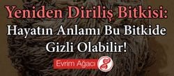 Yeniden Diriliş Bitkisi: Hayatın Anlamı Bu Bitkide Gizli Olabilir!