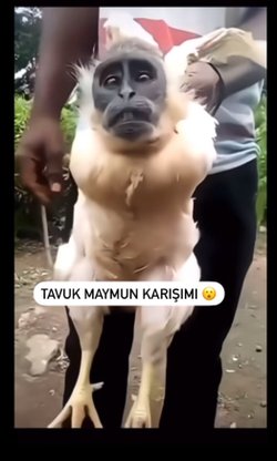 Sosyal medyada yarı tavuk yarı maymun türü bir hayvanın videosu dolanıyor bu videonun olayı nedir?