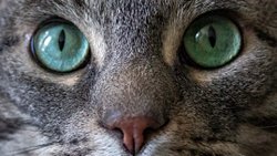 Hayvanların Gözleri ve Ardındakiler