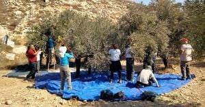 West Bank Olive Harvest Marred By Violence And Destruction
